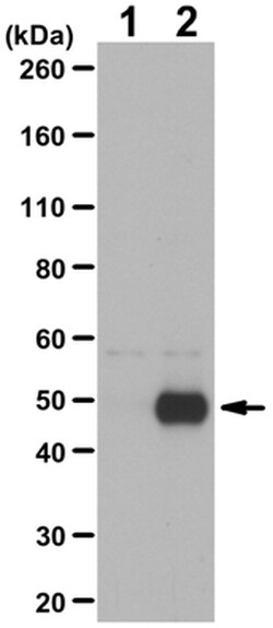 MilliporeSigma anti-LHX2, Polyclonal 100&mu;L, Unlabeled:Antibodies, Polyclonal